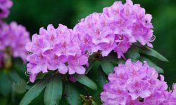 When Do Rhododendrons Bloom? Expert Advice for Perfect Timing