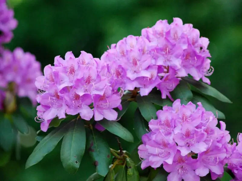 When Do Rhododendrons Bloom? Expert Advice for Perfect Timing