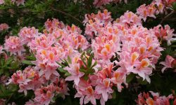 When to Fertilize Rhododendrons: Expert Tips for Thriving Shrubs