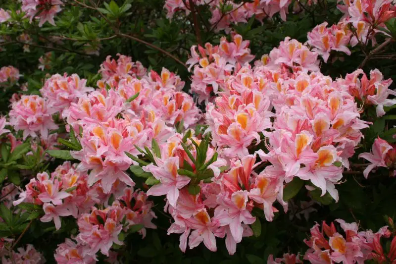 When to Fertilize Rhododendrons: Expert Tips for Thriving Shrubs