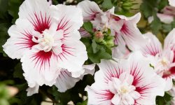 When to Prune Rose of Sharon: Expert Tips for Maximum Blooms
