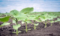 How to Sow Sunflower Seeds: Key Techniques for Healthy Plants