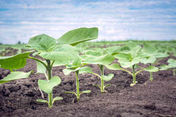 How to Sow Sunflower Seeds: Key Techniques for Healthy Plants