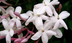 How Fast Does Star Jasmine Grow? Tips for Lush Green Walls