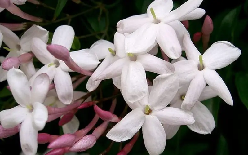 How Fast Does Star Jasmine Grow? Tips for Lush Green Walls