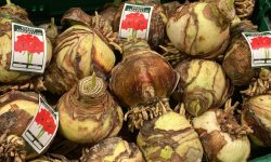 How to Store Amaryllis Bulbs the Right Way for Stunning Blooms