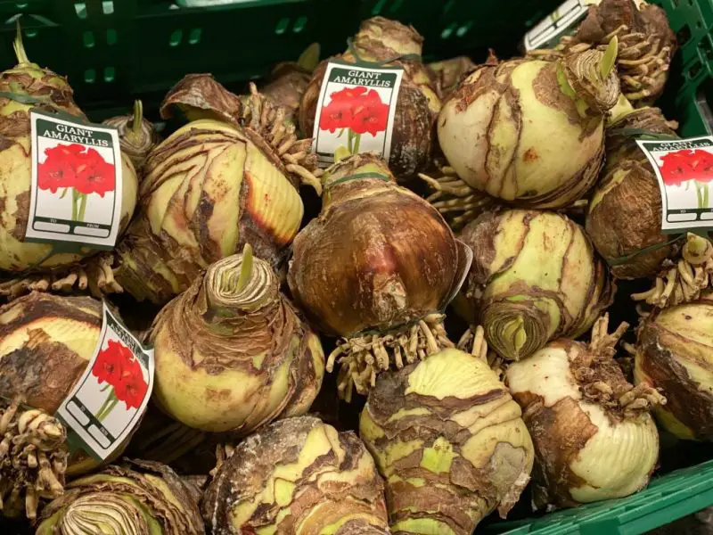 How to Store Amaryllis Bulbs the Right Way for Stunning Blooms