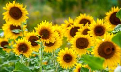 How Long Do Sunflowers Last: Tips to Extend Their Bright Beauty