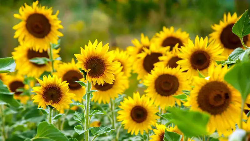 How Long Do Sunflowers Last: Tips to Extend Their Bright Beauty