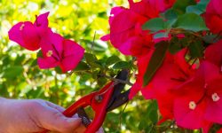 How to Trim a Bougainvillea for Vibrant Flowers and Healthier plant