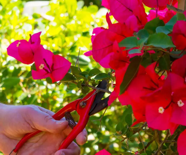 How to Trim a Bougainvillea for Vibrant Flowers and Healthier plant