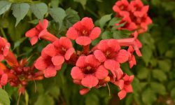 How to Propagate Trumpet Vine: Essential Tips for Vibrant Blooms
