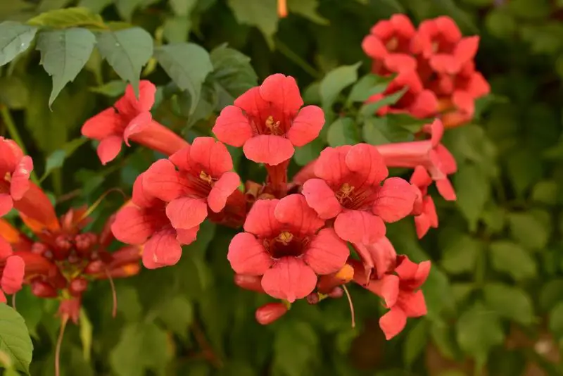 How to Propagate Trumpet Vine: Essential Tips for Vibrant Blooms