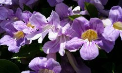 How to Grow Trumpet Vine for Fast Coverage and Lasting Bloom