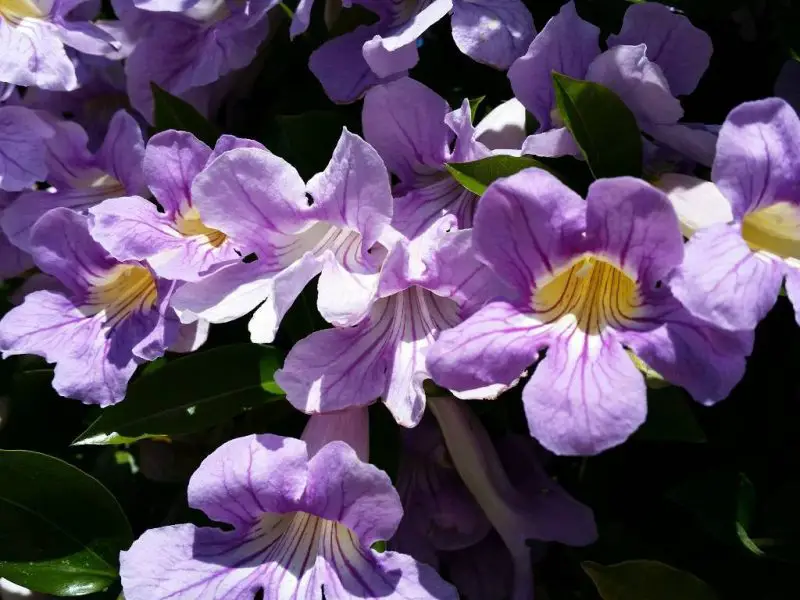 How to Grow Trumpet Vine for Fast Coverage and Lasting Bloom