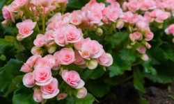 Are Begonias Perennial Flowers? Keep Them Blooming Longer