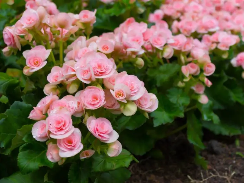 Are Begonias Perennial Flowers? Keep Them Blooming Longer