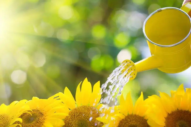 How Much Water Do Sunflowers Need: Common Mistakes to Avoid