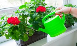 How Often to Water Geraniums: Expert Advice for Thriving Plants