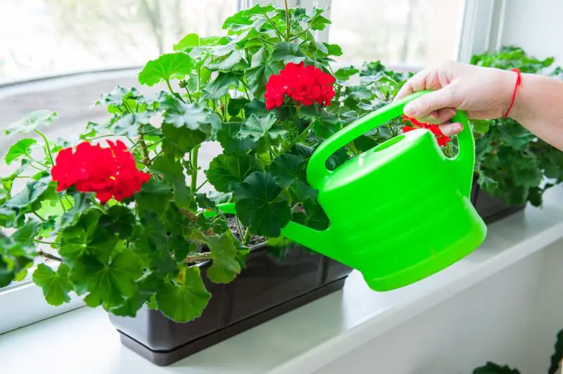 How Often to Water Geraniums: Expert Advice for Thriving Plants