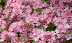 When to Prune Weigela: Expert Tips for Vibrant Blooms Every Year