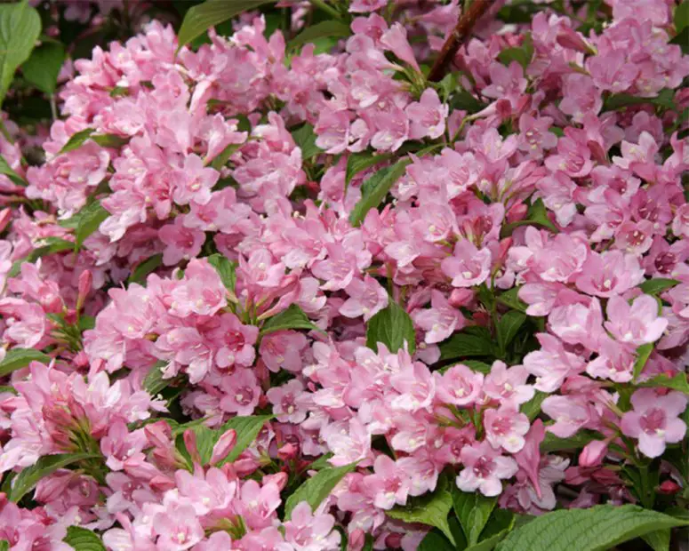 When to Prune Weigela: Expert Tips for Vibrant Blooms Every Year