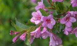 When Do Weigela Bloom? Tips for More Vibrant and Lasting Color