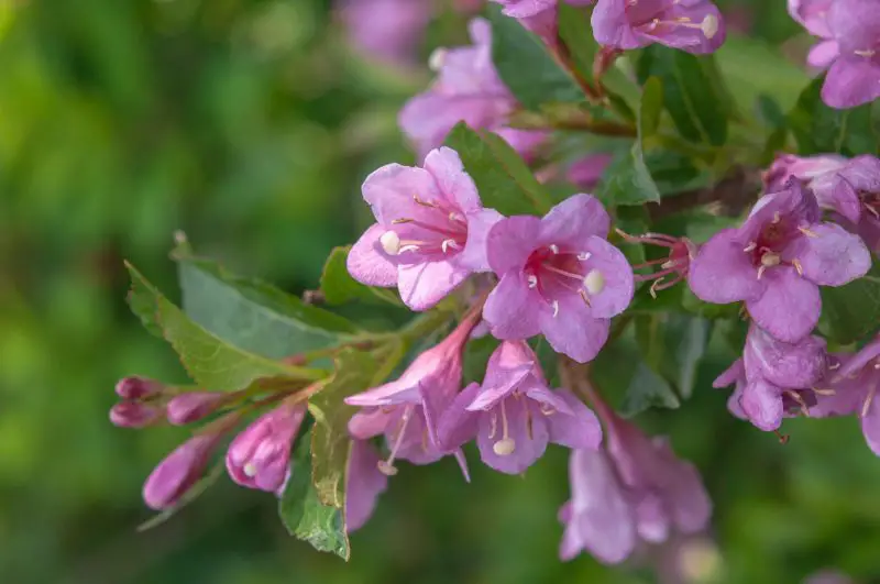 When Do Weigela Bloom? Tips for More Vibrant and Lasting Color