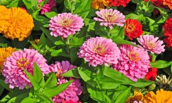Are Zinnias Annuals or Perennials? Growing Tips for Every Climate