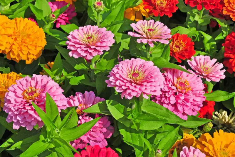 Are Zinnias Annuals or Perennials? Growing Tips for Every Climate