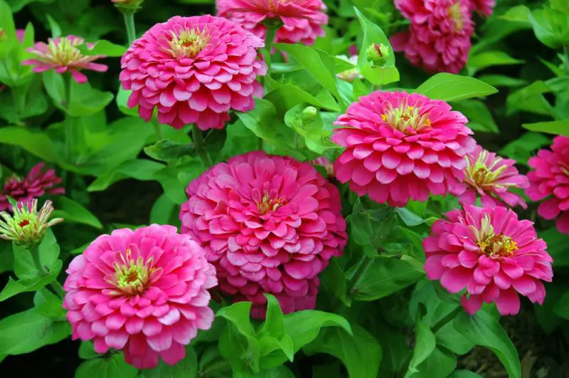 When Do Zinnias Bloom and How to Keep Them Flowering Longer