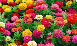 How to Care for Zinnias: Easy Tips for Nonstop Blooms All Season