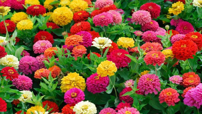 How to Care for Zinnias: Easy Tips for Nonstop Blooms All Season