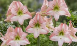 When Do Amaryllis Bloom Again? Secrets to Trigger Reblooming