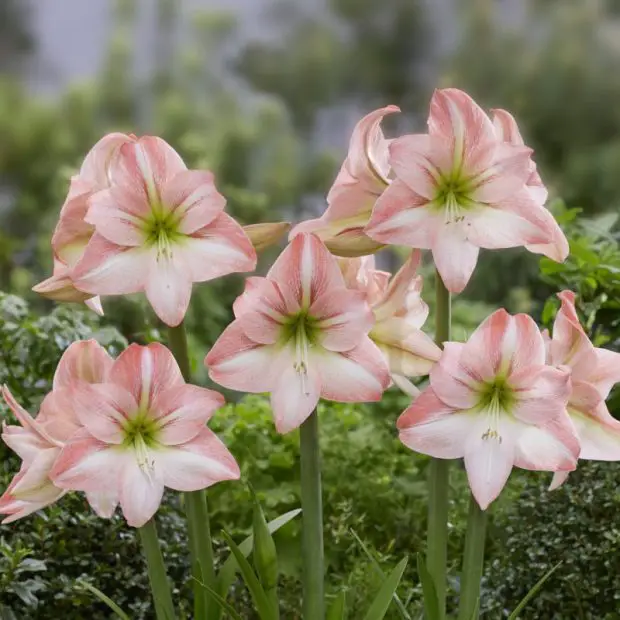 When Do Amaryllis Bloom Again? Secrets to Trigger Reblooming