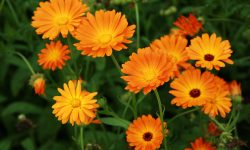 How to Grow Calendula from Seed to Bloom for Vibrant Garden