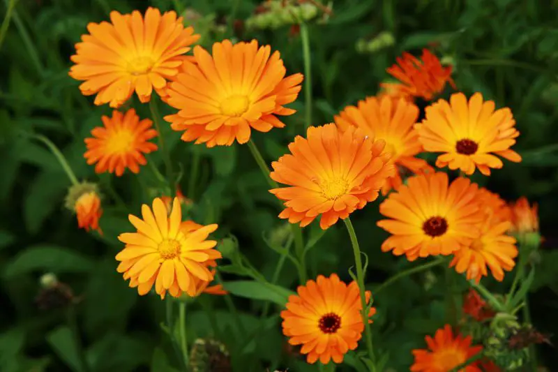 How to Grow Calendula from Seed to Bloom for Vibrant Garden