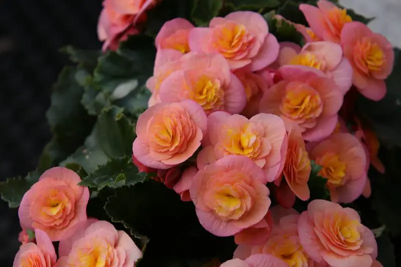How Often to Water Begonias for Lush Growth and Vibrant Blooms