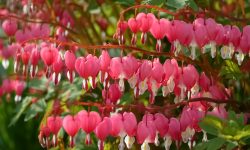When to Plant Bleeding Hearts: Guide for Beautiful Spring Blooms