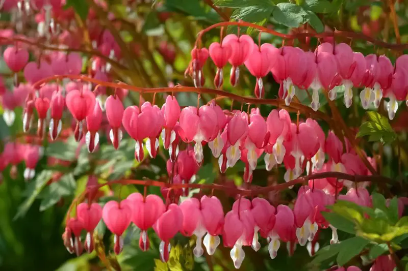 When to Plant Bleeding Hearts: Guide for Beautiful Spring Blooms