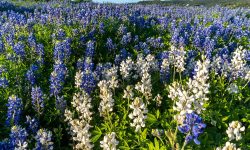 When Do Bluebonnets Bloom in Texas? Tips for Spring Adventure