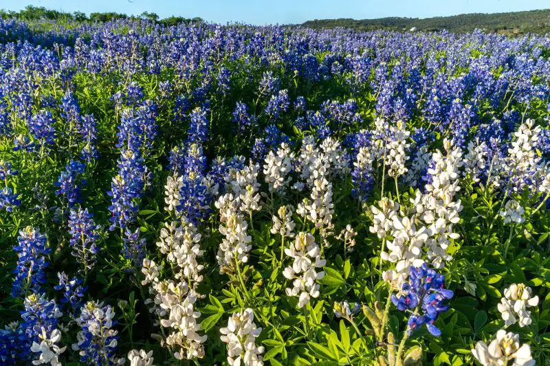 When Do Bluebonnets Bloom in Texas? Tips for Spring Adventure