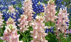 When to Plant Bluebonnet Seeds for Vibrant Texas-Style Blooms
