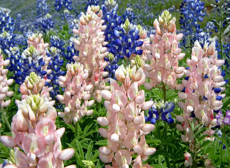 When to Plant Bluebonnet Seeds for Vibrant Texas-Style Blooms