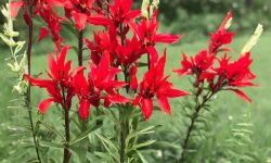 When Does Cardinal Flower Bloom? Seasonal Guide for Gardeners