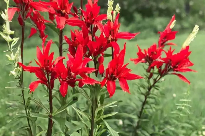 When Does Cardinal Flower Bloom? Seasonal Guide for Gardeners