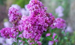 How Fast Do Crape Myrtles Grow? Expert Tips for Rapid Growth