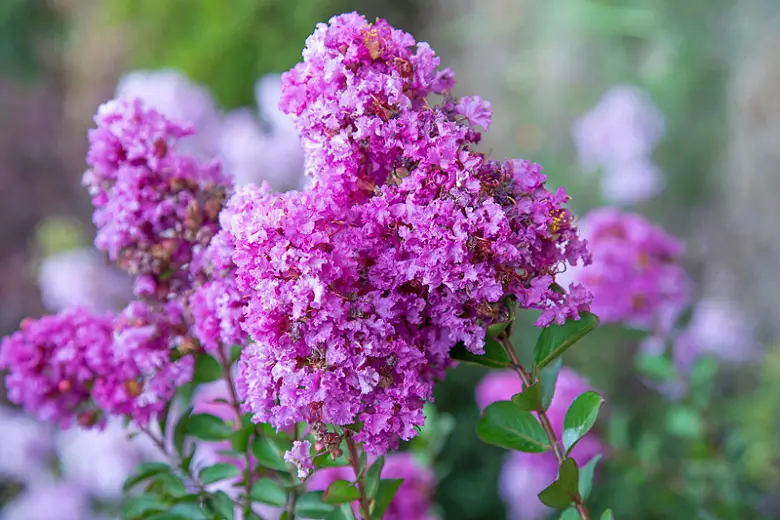 How Fast Do Crape Myrtles Grow? Expert Tips for Rapid Growth