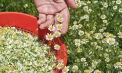 How to Harvest Chamomile: Tips for Perfect Timing and Technique