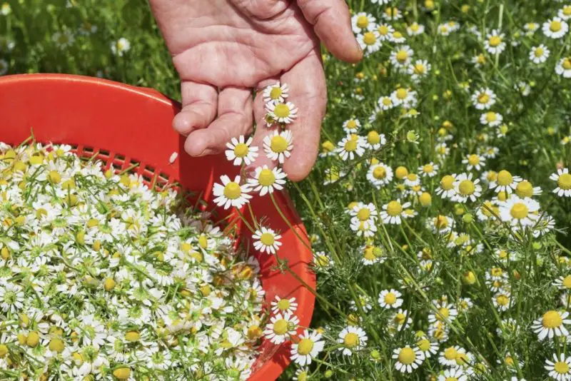 How to Harvest Chamomile: Tips for Perfect Timing and Technique